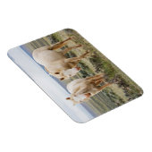 Wild Horse Roaming op de Priaïre van Cody Magneet (Rechterzijde)