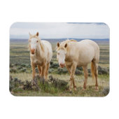Wild Horse Roaming op de Priaïre van Cody Magneet (Horizontaal)