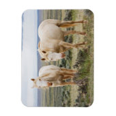 Wild Horse Roaming op de Priaïre van Cody Magneet (Verticaal)