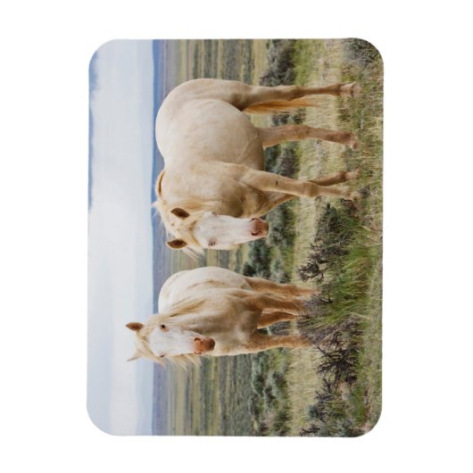 Wild Horse Roaming op de Priaïre van Cody Magneet (Verticaal)