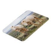 Wild Horse Roaming op de Priaïre van Cody Magneet (Linkerzijde)