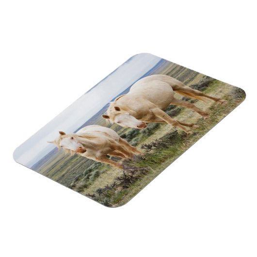 Wild Horse Roaming op de Priaïre van Cody Magneet (Linkerzijde)