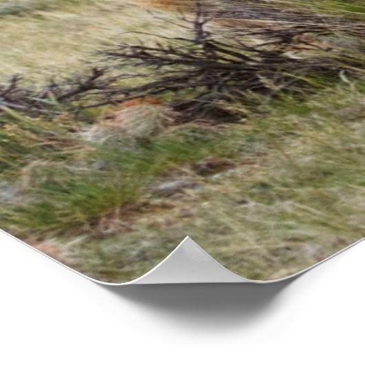 Wild Horse Roaming op de Priaïre van Cody Poster (Hoek)