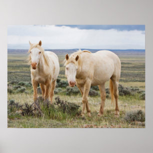 Wild Horse Roaming op de Priaïre van Cody Poster
