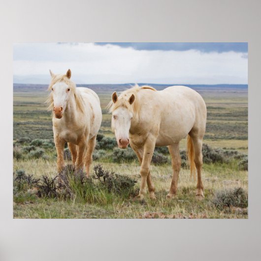 Wild Horse Roaming op de Priaïre van Cody Poster (Voorkant)
