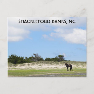 Wild Horse Shackleford Banks North Carolina Briefkaart