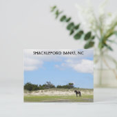 Wild Horse Shackleford Banks North Carolina Briefkaart (Staand voorkant)