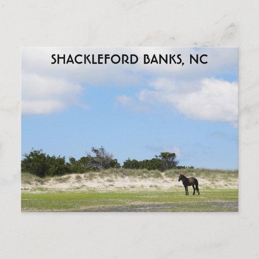 Wild Horse Shackleford Banks North Carolina Briefkaart (Voorkant)