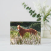 Wild Horse Staredown Briefkaart (Staand voorkant)