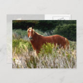 Wild Horse Staredown Briefkaart (Voorkant / Achterkant)