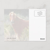 Wild Horse Staredown Briefkaart (Achterkant)