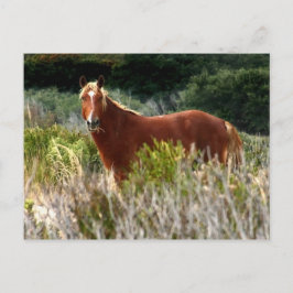 Wild Horse Staredown Briefkaart