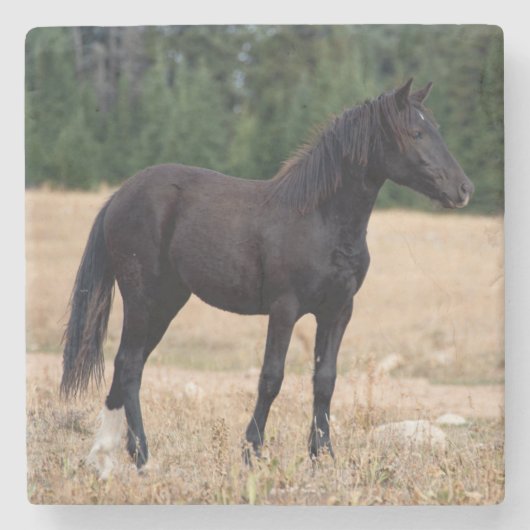 Wild Horse Stenen Onderzetter (Voorkant)