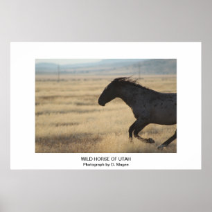  WILD-HORSE VAN UTAFOTOGRAAF POSTER