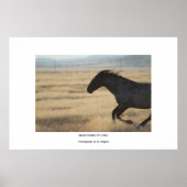 WiLD-HORSE VAN UTAFOTOGRAAF Poster (Voorkant)