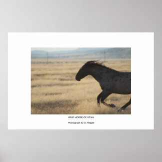 WiLD-HORSE VAN UTAFOTOGRAAF Poster