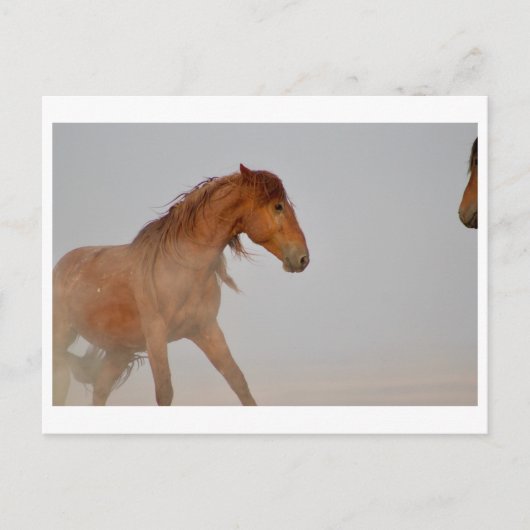 WILD-HORSE VAN UTAH IN WESTERNE DESERT BRIEFKAART (Voorkant)