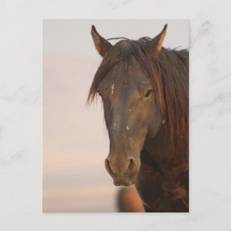 WILD-HORSE VAN UTAH IN WESTERNE DESERT BRIEFKAART