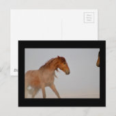 WILD-HORSE VAN UTAH IN WESTERNE DESERT BRIEFKAART (Voorkant / Achterkant)