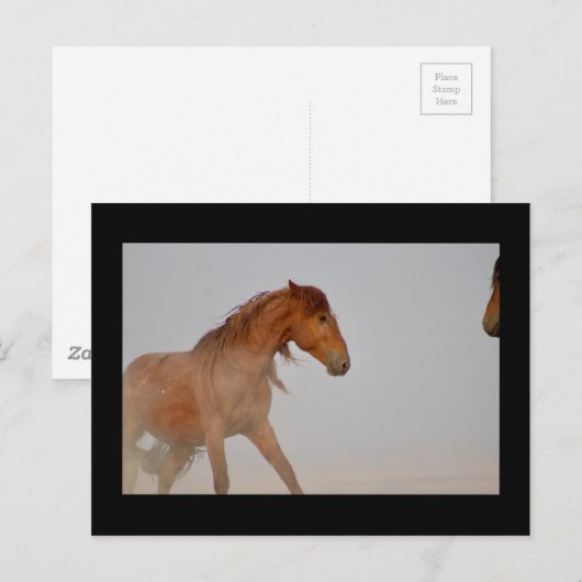WILD-HORSE VAN UTAH IN WESTERNE DESERT BRIEFKAART (Voorkant / Achterkant)