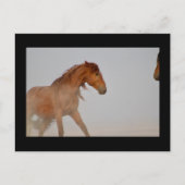 WILD-HORSE VAN UTAH IN WESTERNE DESERT BRIEFKAART (Voorkant)