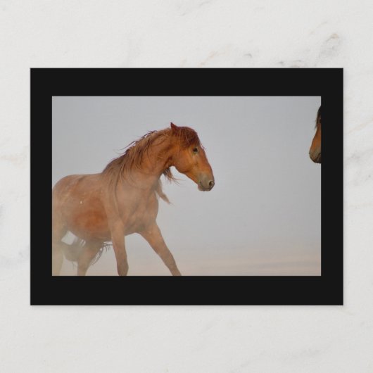 WILD-HORSE VAN UTAH IN WESTERNE DESERT BRIEFKAART (Voorkant)