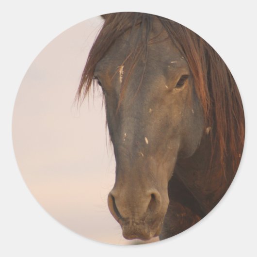 WILD-HORSE VAN UTAH IN WESTERNE DESERT RONDE STICKER (Voorkant)