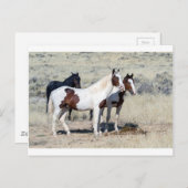WILD HORSES BRIEFKAART (Voorkant / Achterkant)