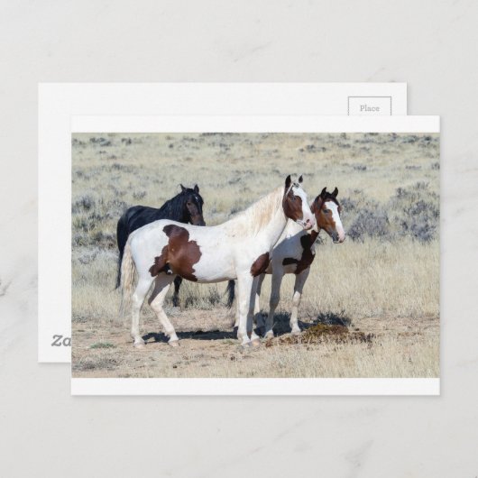 WILD HORSES BRIEFKAART (Voorkant / Achterkant)