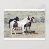 WILD HORSES BRIEFKAART (Voorkant)