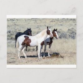 WILD HORSES BRIEFKAART