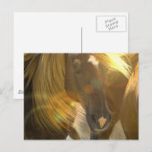 Wild Horses Foto Briefkaart (Voorkant / Achterkant)
