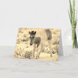 WILD HORSES OF UTAH BLANK CARD FOAL KAART
