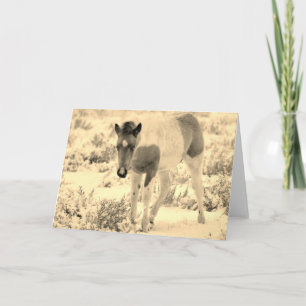 WILD HORSES OF UTAH BLANK CARD FOAL KAART