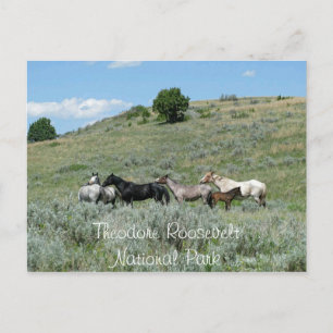 Wild Horses, Theodore Roosevelt NP, North Dakota Briefkaart