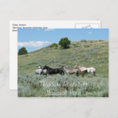 Wild Horses, Theodore Roosevelt NP, North Dakota Briefkaart (Voorkant / Achterkant)