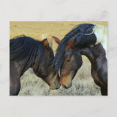 WIld Horses Touching Noses Briefkaart (Voorkant)