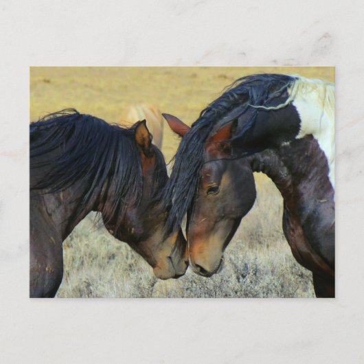 WIld Horses Touching Noses Briefkaart (Voorkant)