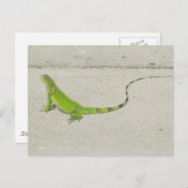 Wild Iguana Briefkaart (Voorkant / Achterkant)