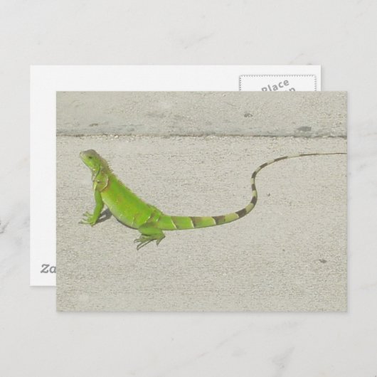 Wild Iguana Briefkaart (Voorkant / Achterkant)