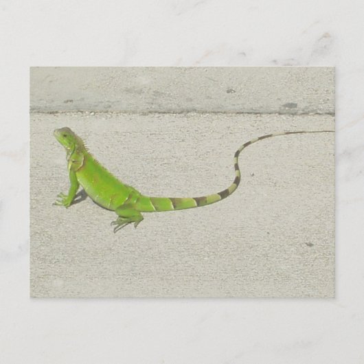 Wild Iguana Briefkaart (Voorkant)
