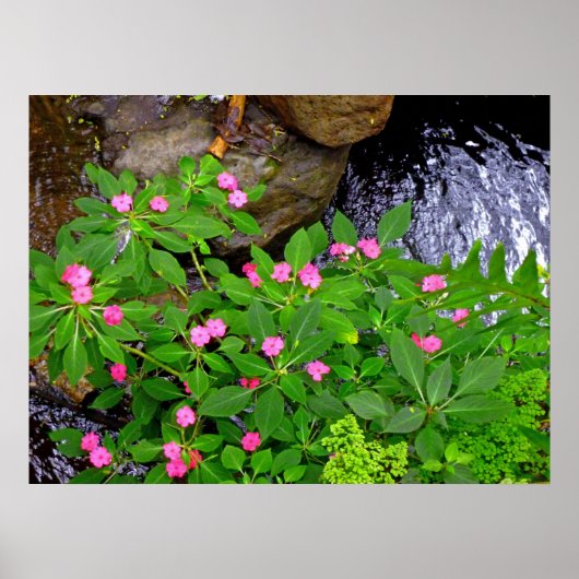 Wild Impatiens en Ferns Poster (Voorkant)