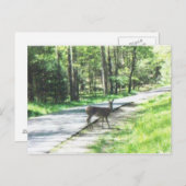 wild in de smokies #72 briefkaart (Voorkant / Achterkant)