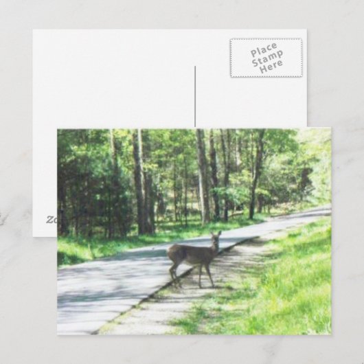 wild in de smokies #72 briefkaart (Voorkant / Achterkant)