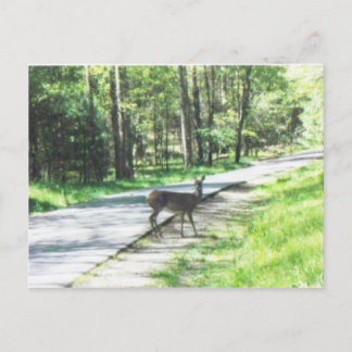wild in de smokies #72 briefkaart