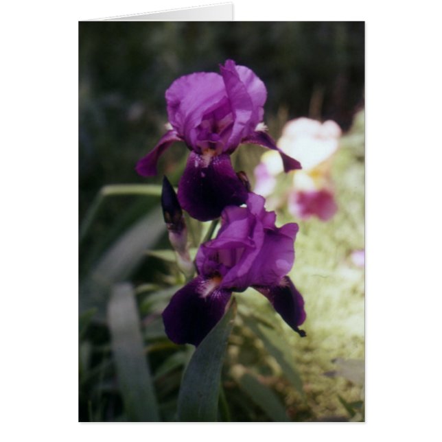Wild Iris (Voorkant)
