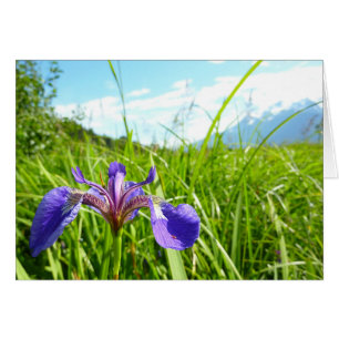 Wild Iris en het landschap van Alaskan