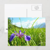 Wild Iris en het landschap van Alaskan Briefkaart (Voorkant / Achterkant)