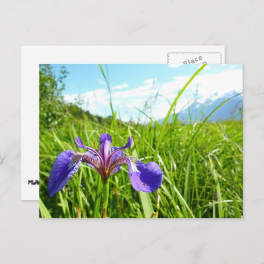 Wild Iris en het landschap van Alaskan Briefkaart (Voorkant / Achterkant)