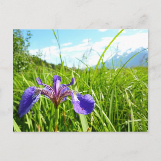 Wild Iris en het landschap van Alaskan Briefkaart (Voorkant)